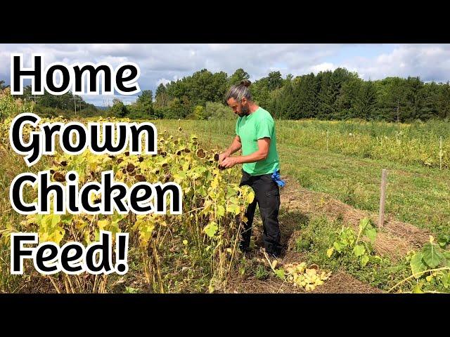 Chicken Feed - Home Grown Sunflower and Millet!