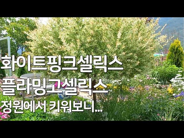 정원수 추천(교목 part 3)/화이트핑크셀릭스, 플라밍고셀릭스 장단점/정원나무 추천/정원수로좋은나무/정원수 꽃나무/화이트핑크셀릭스 키우기