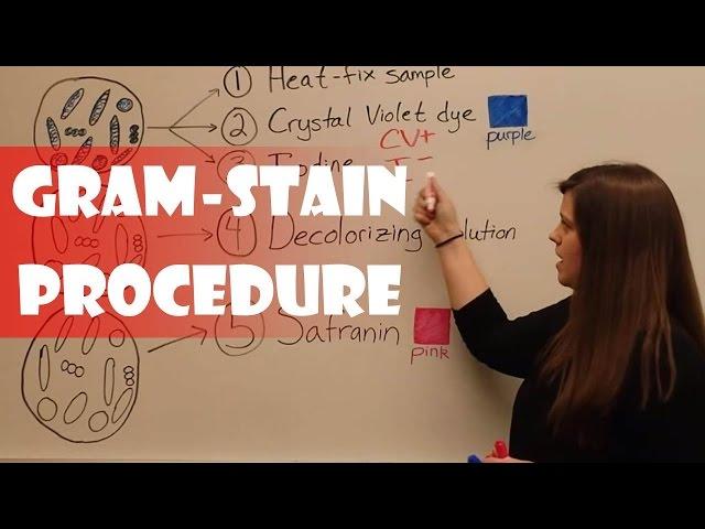 Gram Stain Procedure