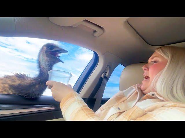 #42 Die besten Videos 2025 ||  Stern DuTube