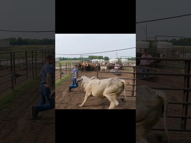 Another Close Call With a Brahma #cattle #ranching #farmlife