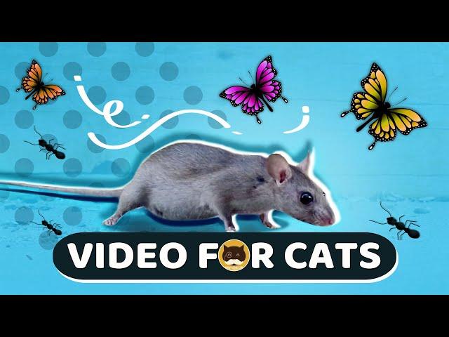 CAT GAMES - Mice, Birds, Ants, Butterflies, Squirrels | CAT & DOG TV.