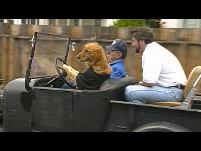 Dog Drives a Car to the Casino