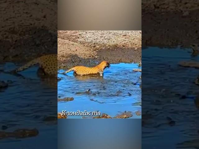Такого Никто Не Ожидал! Случаи С Животными #animals