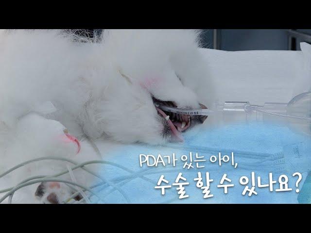 [슬기로운 성심생활] Ep13. PDA있는 환자, 고관절탈구 수술 가능할까요?