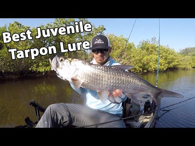 The Best Lure To Catch Juvenile Tarpon (Even If They're Being Picky)