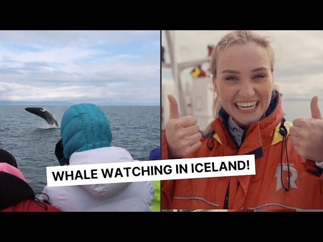 WHALE WATCHING (FROM REYKJAVIK!)