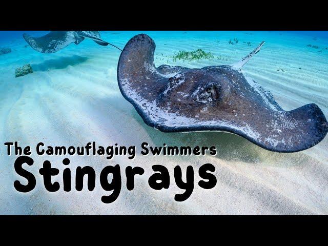 Stingrays | Kids educational video
