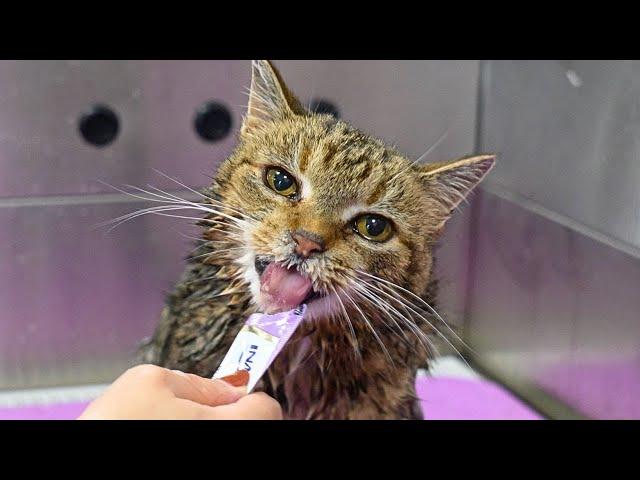 Grooming A Wobbly Barn Cat Who Is Obsessed With Tubes 