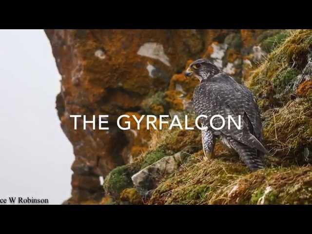 Gyrfalcon Conservation Alaska - The Peregrine Fund