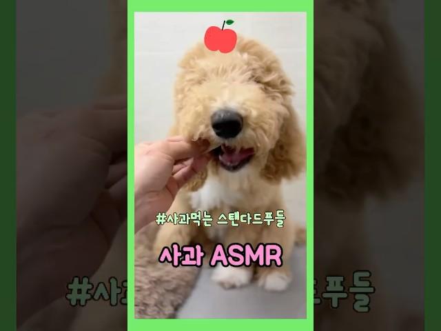 스탠다드푸들 과일먹기️ #스탠다드푸들 #강아지 #강아지일상 #귀여운강아지 #큰푸들