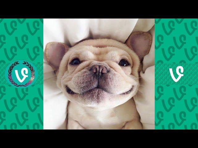 Funny Animal Vine Compilation 2017