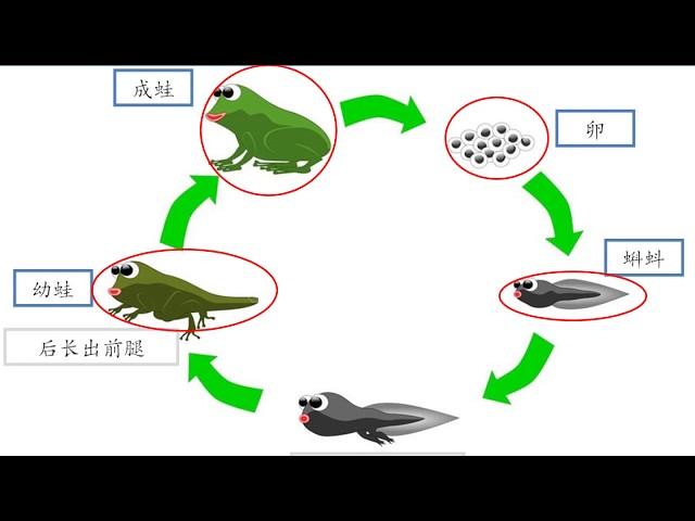 #动物的成长变化  KSSR SEMAKAN二年级科学【单元四青蛙的生成长变化】