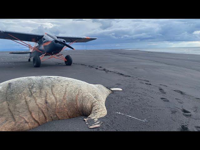 Bristol Bay Beach combing by airplane