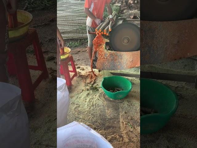 Farmers' Process of Planting Cassava #frame