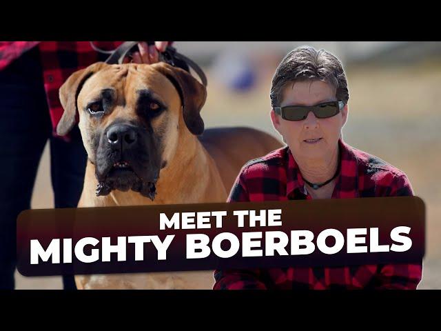 Experts Guide to the Boerboel