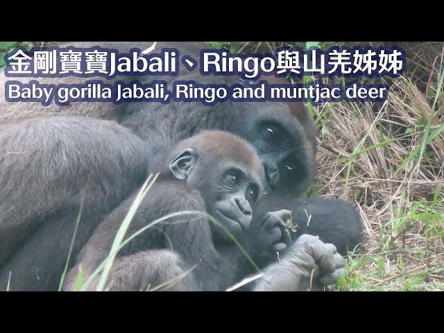 金剛寶寶Jabali,Ringo與山羌姊姊-Baby gorilla Jabali,Ringo and muntjac deer