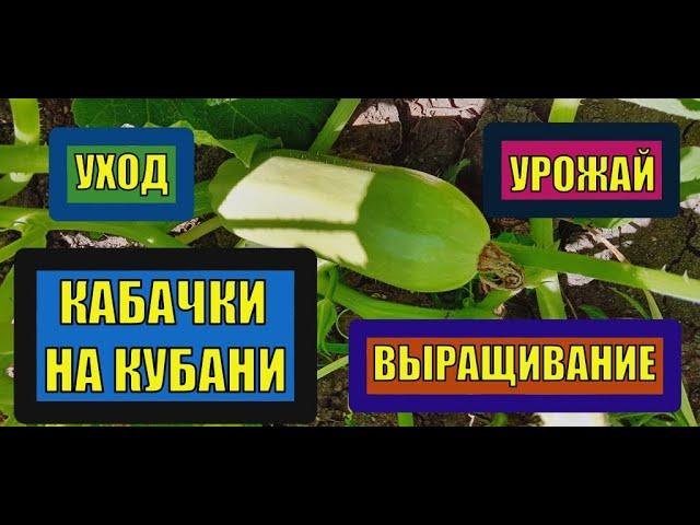 ВЫРАЩИВАНИЕ КАБАЧКОВ НА КУБАНИ