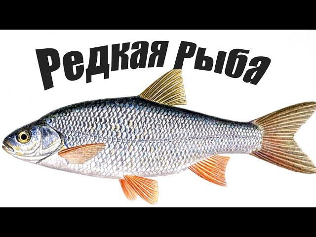 Самая редкая речная рыба, которой становится все меньше в водоемах..