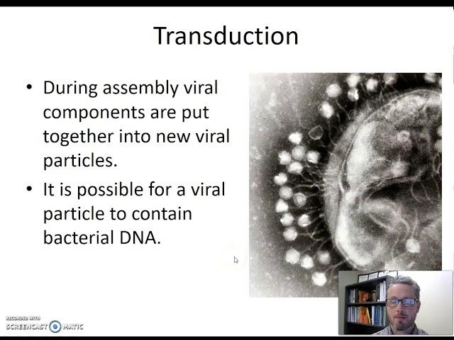 Horizontal Gene Transfer   Transduction