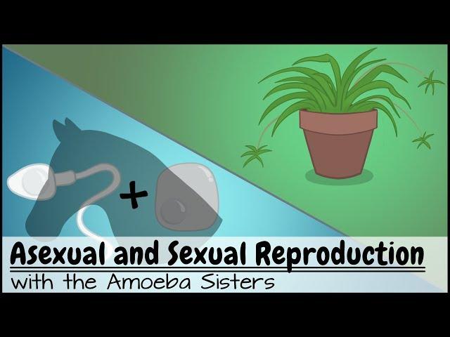 Asexual and Sexual Reproduction