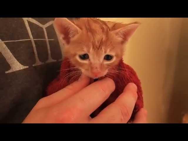 Drying Cute Orange Foster Kitten After First Bath - Adorable Meowing! - 3 Weeks Old