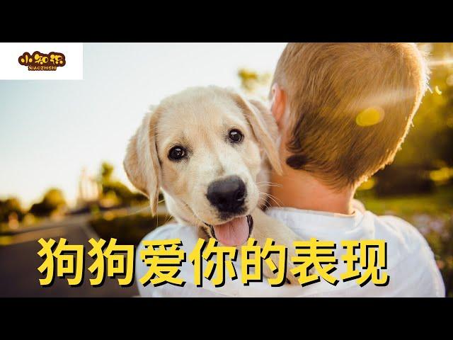 【TOP 6】狗狗爱你的表现 【小知识】