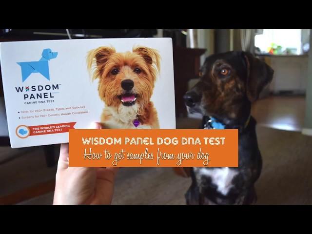 Wisdom Panel Dog DNA Test: How To Get Samples