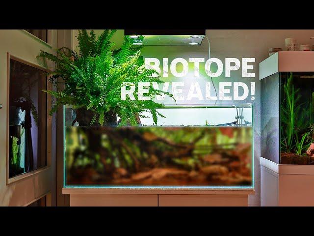 Epic Blackwater Biotope Aquarium - Cinematic 4K