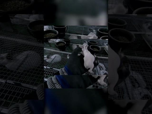 КРОЛЬЧАТА НА ФЕРМЕ
