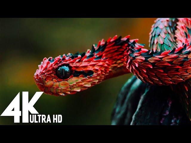  Wildlife (4K UHD) 24/7  - Relaxing Music With Beautiful Nature & Animals Videos(4K Video Ultra HD)