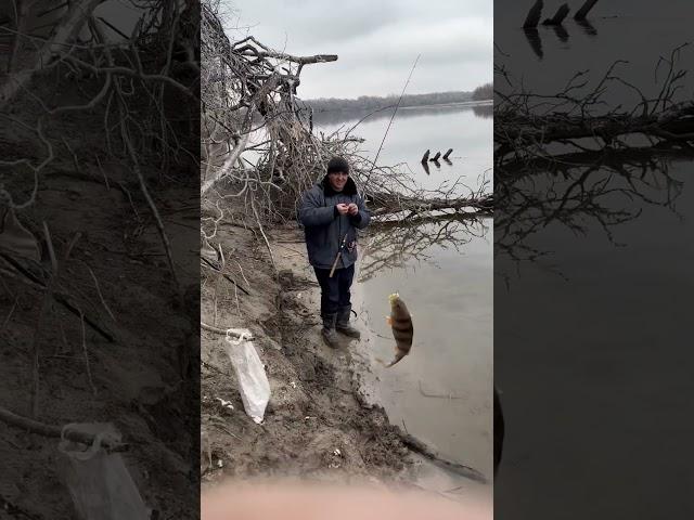 Окунь в феврале на отводной поводок.