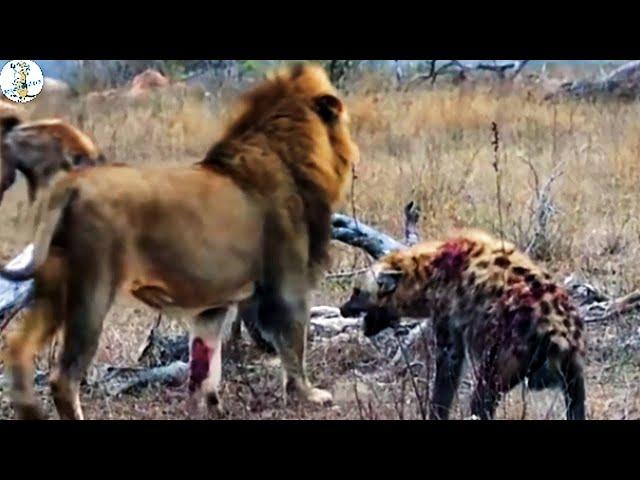 Lion vs hyena, fierce battle