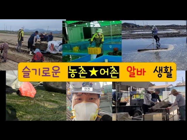 슬기로운 알바 생활 (짱치의 농어촌 알바記) #귀어 #귀촌 #귀어귀촌 #어촌 #귀농 #귀어귀촌종합센터