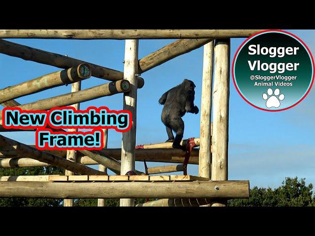 First Test! Gorillas Explore Their Brand New Climbing World