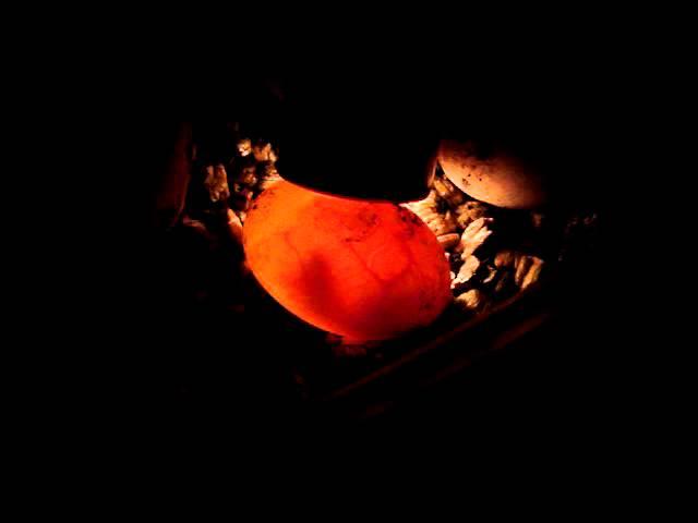 Movement inside a box turtle egg