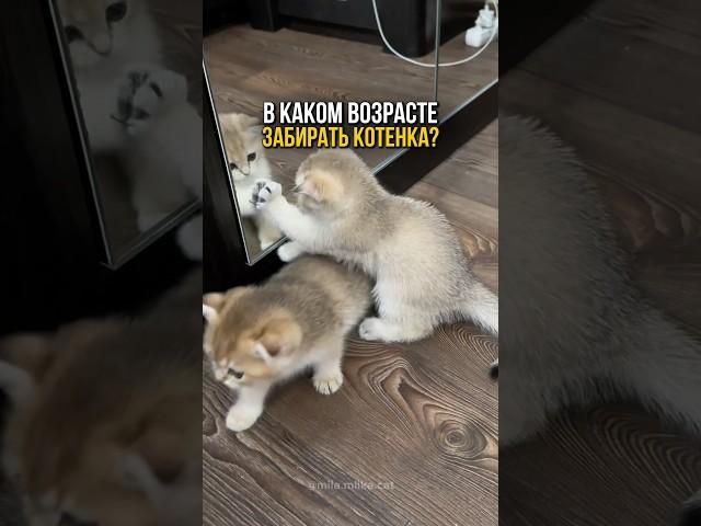 Не отнимай малыша слишком рано! Мама-кошка учит их важному️