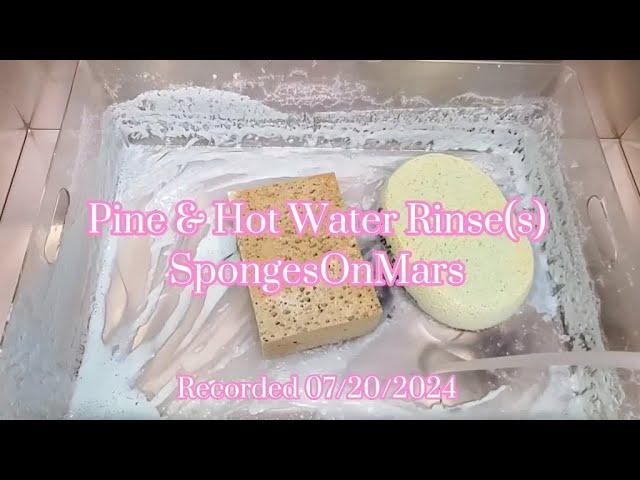 Sponge ASMR: Suds, Pine, Water Sounds, & Pine Milk! 