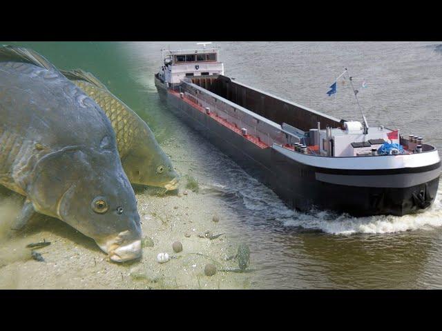 Canal fishing with underwater cameras: How Do Carp React To Big Boats?