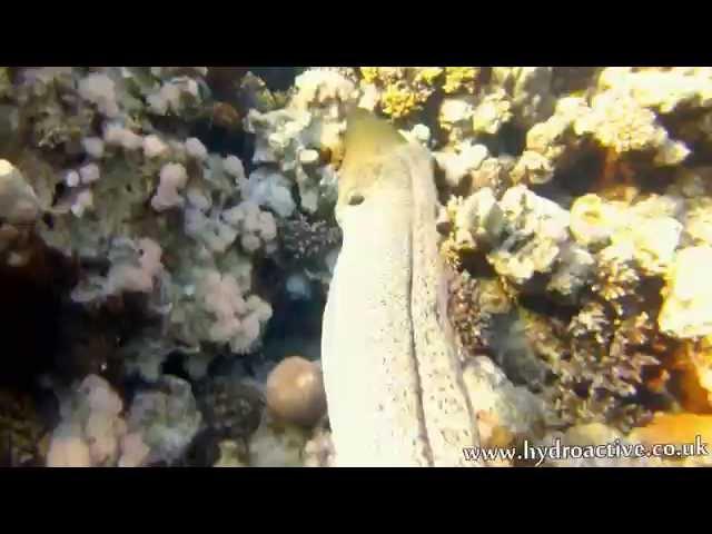 Two moray eels free swimming