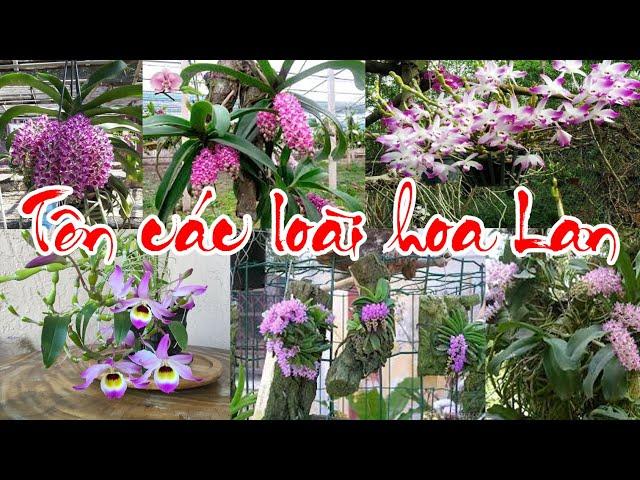 Tên các loài hoa Lan - PHONG LAN RỪNG