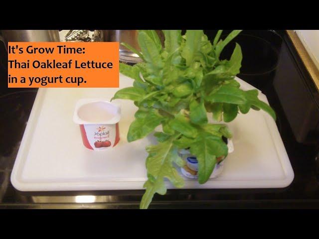 Lettuce in a Yogurt Cup - It's Grow Time #13