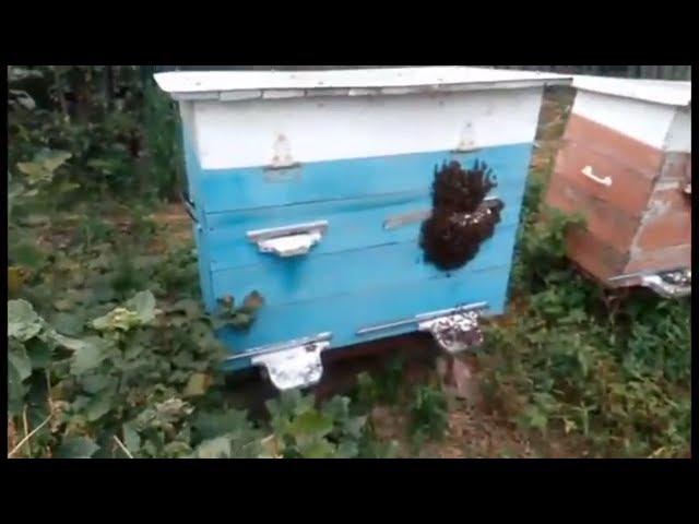 Выкучивание пчел из улья , перегрев улья