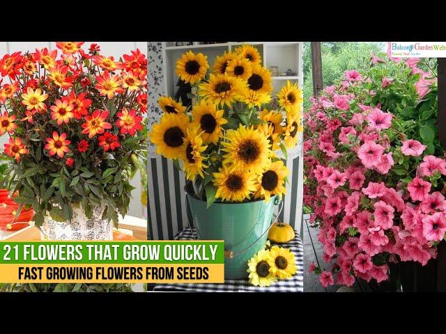 21 Flowers that Grow Quickly from Seeds | Fast Growing Flowers