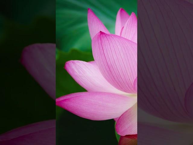 Solve any problem with the Daimoku of the Lotus Sutra