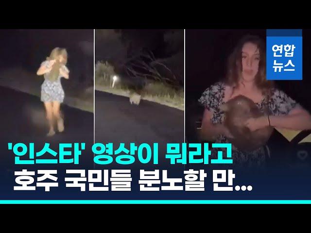 호주서 난리난 새끼 웜뱃 영상…미 인플루언서 쫓겨날 판/ 연합뉴스 (Yonhapnews)