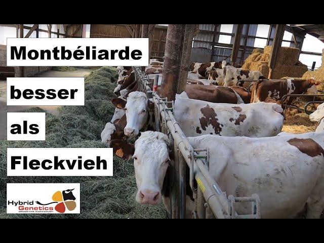 "Die besseren Fleckvieh": Montbéliarde-Kühe auf Betrieben im Jura