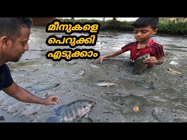 കരിമീൻ പിടുത്തം ഇവിടെ പിള്ളേര് കളിയാണ്../pearl spot fish