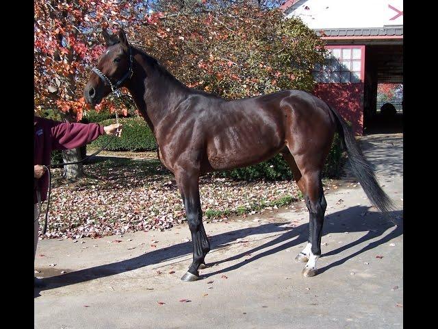 Artspeak, 2yo Champion Pacer