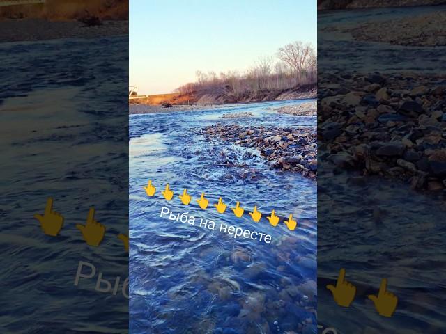 Нерест рыбы в горной реке